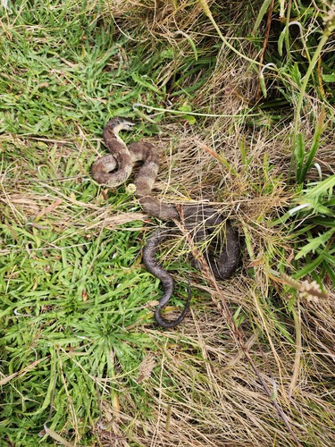 Tiger Snake sighting