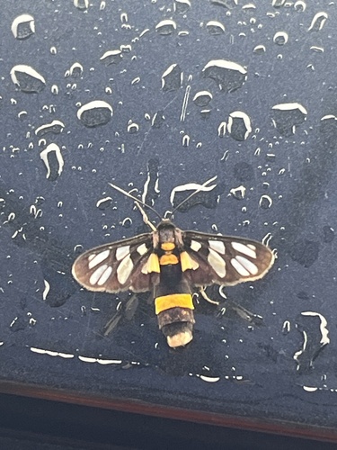 Amata sperbius