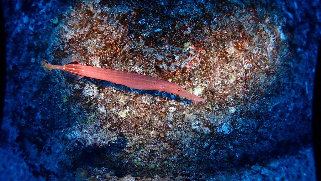 Chinese trumpetfish