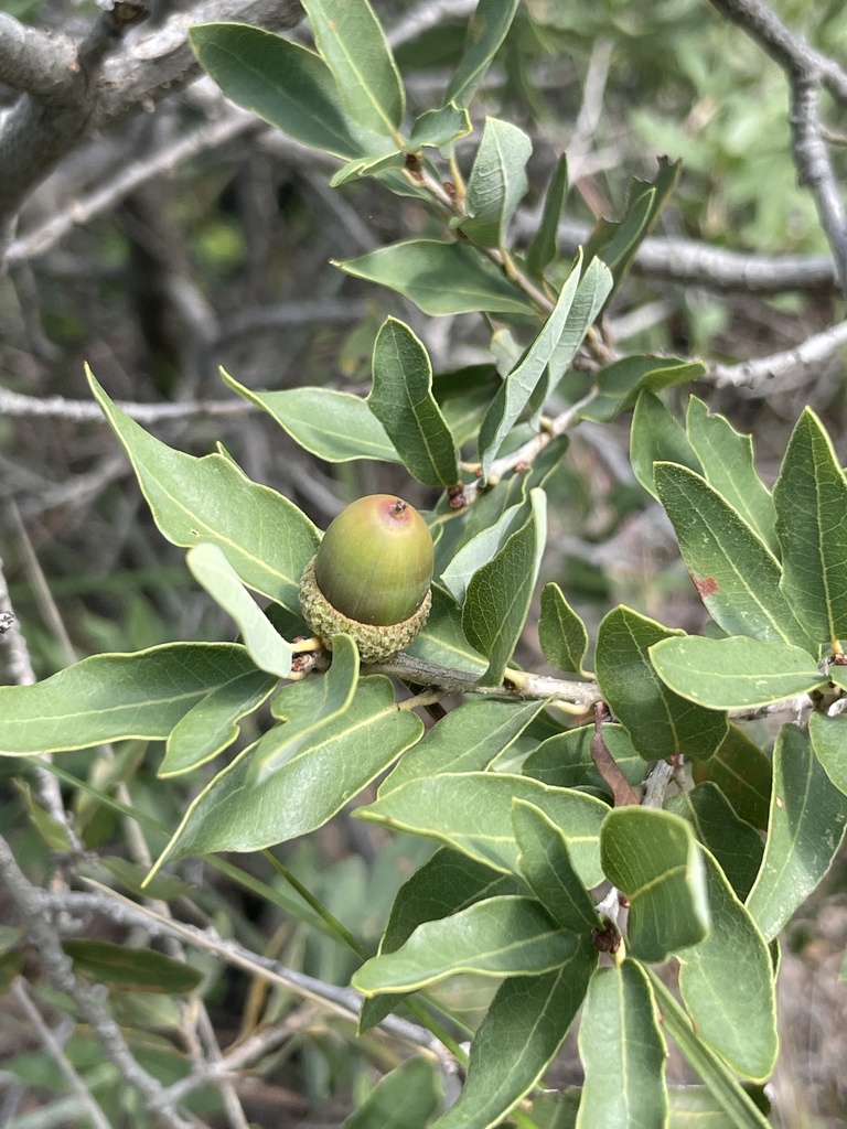 Quercus pringlei