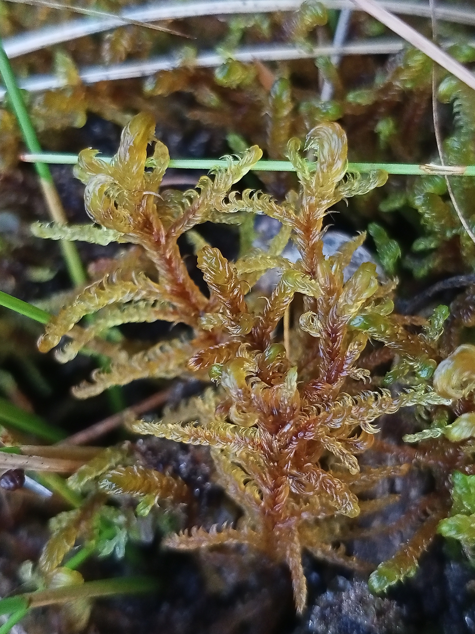 Sarmentypnum exannulatum
