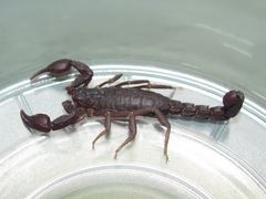 Pseudouroctonus reddelli