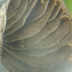Agaricales