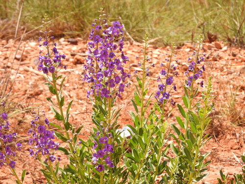Northern Tinsel Flower (Cyanostegia cyanocalyx)