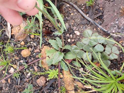 Image of Nemesia barbata by (c) Eugene Hahndiek, some rights reserved (CC BY-SA)