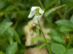 Horciasinus signoreti