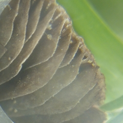 Agaricales