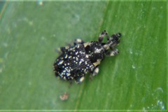 Lepidobaris latisquamis