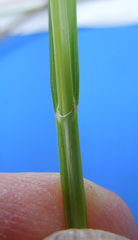 Carex cristatella
