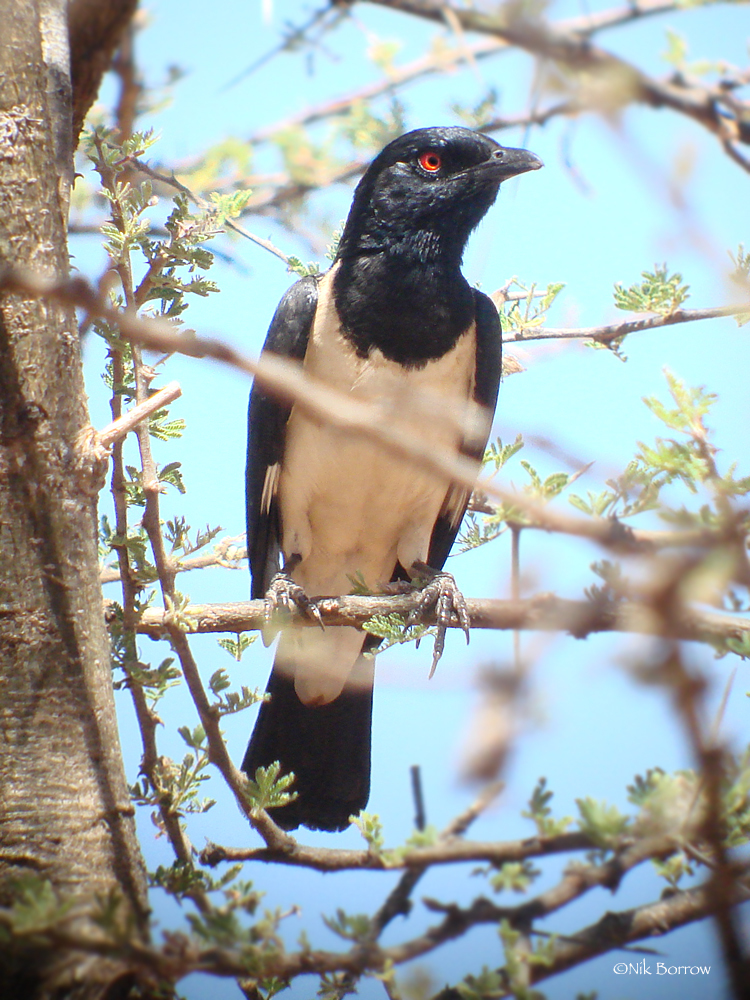 Magpie Starling