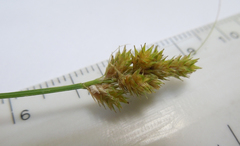 Carex cristatella