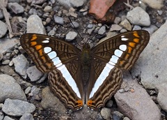 Adelpha alala