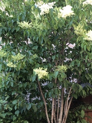 Syringa reticulata