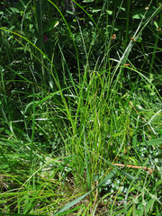 Carex cristatella