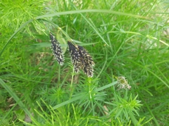 Carex atrata