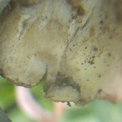 Agaricales