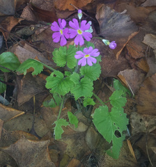 Primula malacoides