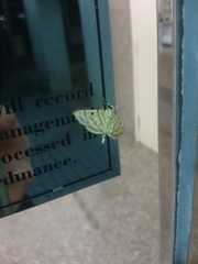 Notarcha tigrina