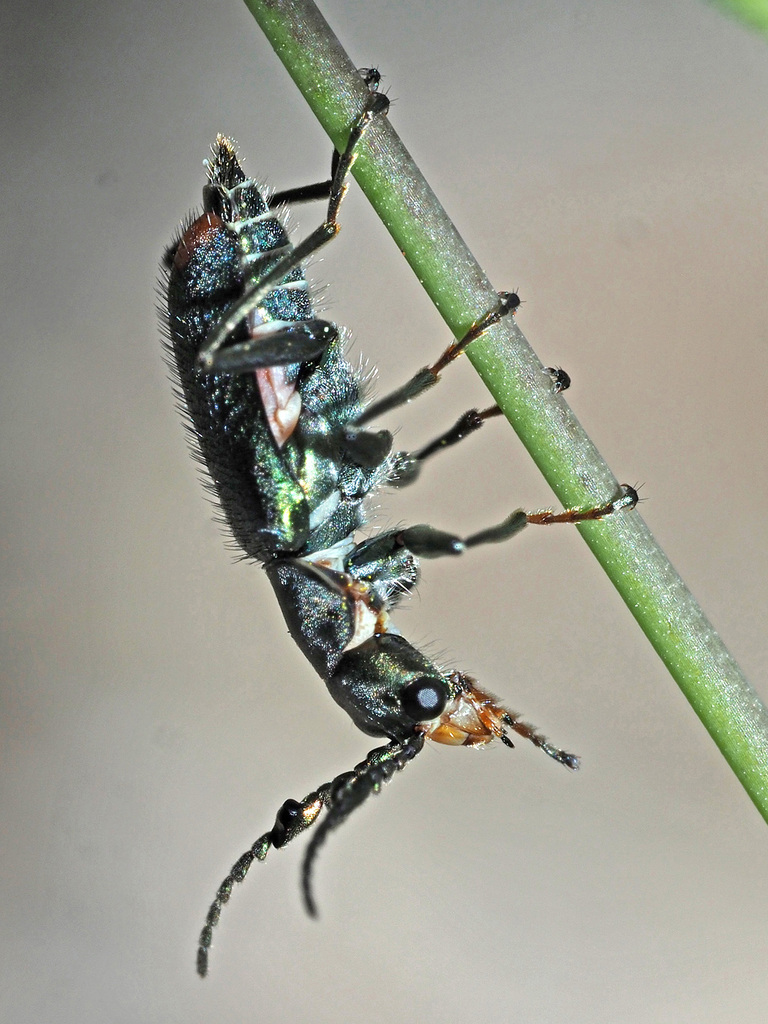 Ceratistes dilaticornis