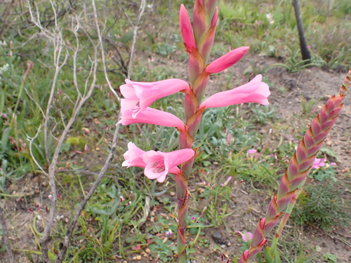 Image of Watsonia aletroides by (c) Eugene Hahndiek, some rights reserved (CC BY-SA)