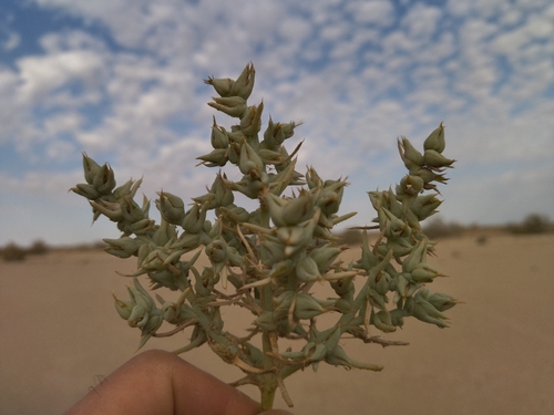 Halimocnemis sclerosperma