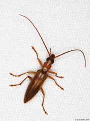 Oedemerinae