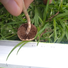 Agaricales