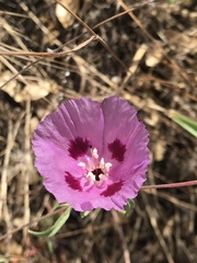 Clarkia williamsonii
