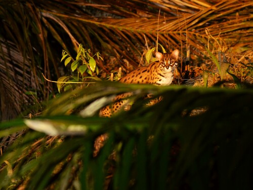 Sunda Leopard Cat
