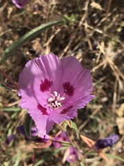 Clarkia williamsonii