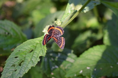 Amarynthis meneria