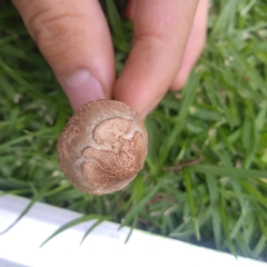 Agaricales