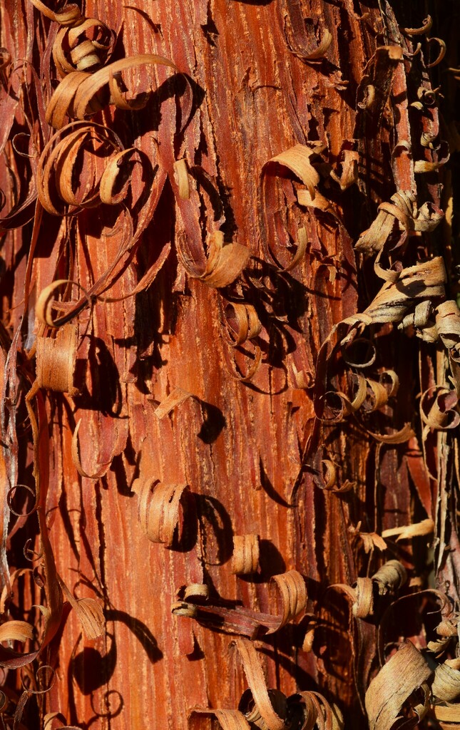 curly-bark wattle