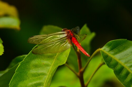 Orange Skimmer photo 2