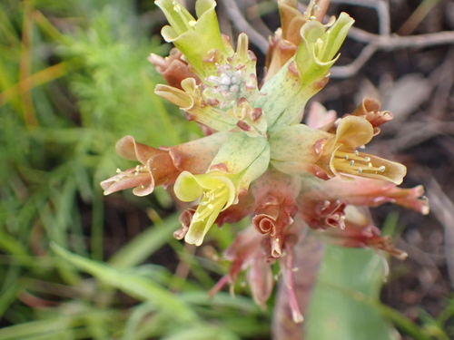 Image of Lachenalia orchioides by (c) Eugene Hahndiek, some rights reserved (CC BY-SA)