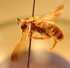 Andrena prunorum
