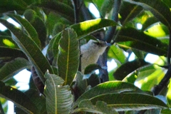 Herpsilochmus longirostris