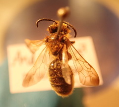 Andrena prunorum