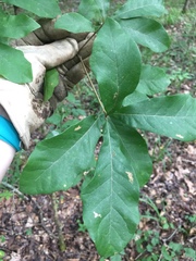 Quercus oglethorpensis