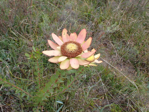 Image of Leucadendron elimense by (c) Eugene Hahndiek, some rights reserved (CC BY-SA)
