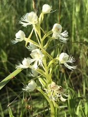 Platanthera leucophaea