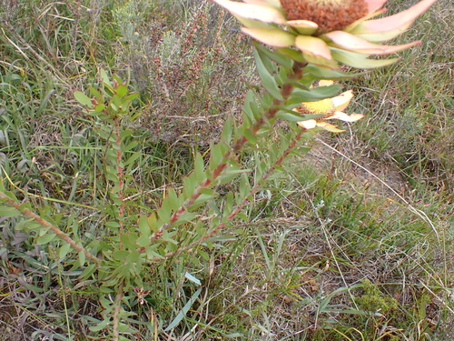 Image of Leucadendron elimense by (c) Eugene Hahndiek, some rights reserved (CC BY-SA)