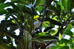 Herpsilochmus longirostris