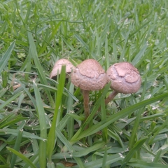 Agaricales
