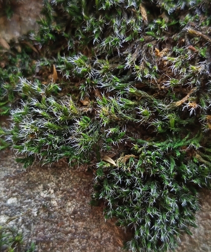 Grimmia muehlenbeckii observed 2024-09-18