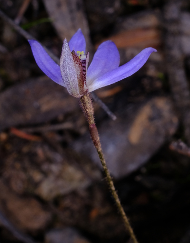 Image of Cyanicula aperta by (c) Peter Crowcroft, some rights reserved (CC BY)