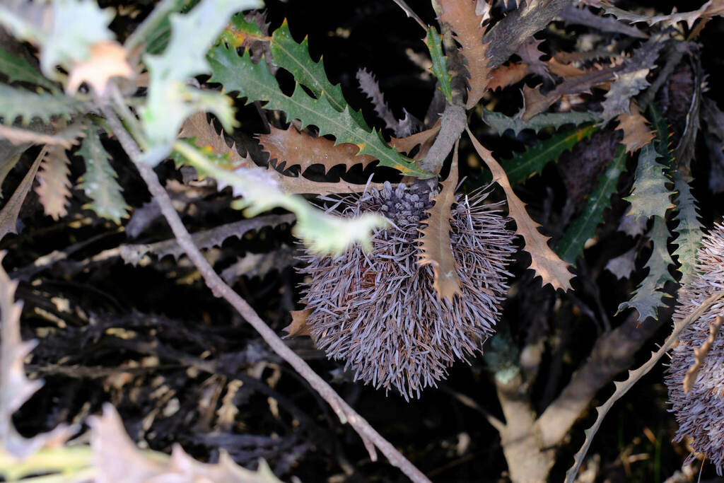 Banksia caleyi; photograph (c) Peter Crowcroft, some rights reserved (CC BY)