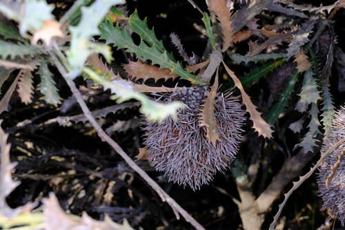 Image of Banksia caleyi by (c) Peter Crowcroft, some rights reserved (CC BY)
