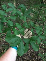 Quercus oglethorpensis