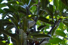 Herpsilochmus longirostris